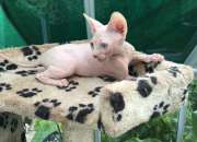 Necesitando siempre el hogar para mi gatito de Sphynx (925) 289-7236